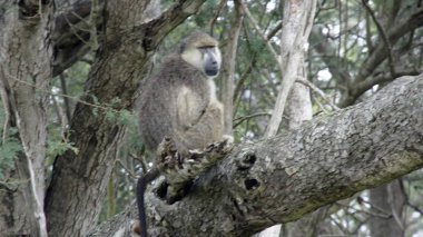 Kenya Ulusal Parkı savana vahşi yaşam maymun