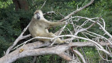 Kenya Ulusal Parkı savana vahşi yaşam maymun