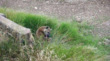 Kenya Ulusal Parkı savana vahşi yaşam sırtlan