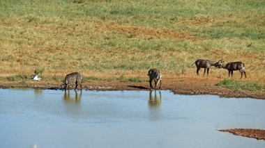 Kenya Ulusal Parkı savana vahşi yaşam Impala
