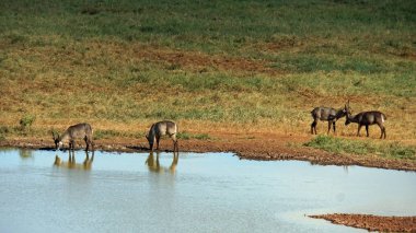 Kenya Ulusal Parkı savana vahşi yaşam Impala