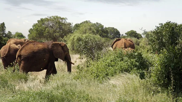 Kenya Ulusal park vahşi yaşam filler