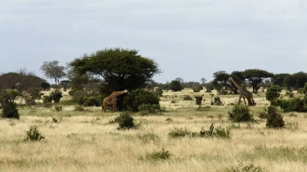 Divoce Žijících Žirafa Národním Parku Keya — Stock fotografie