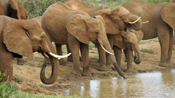 Kenya Ulusal park vahşi yaşam filler