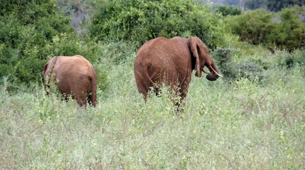 Elefantes Salvajes Parque Nacional Kenia — Foto de Stock