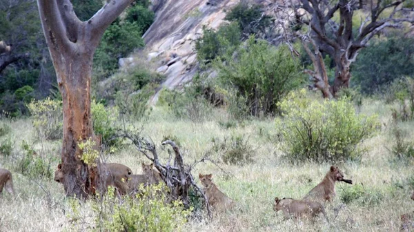 Lew Dzikiego Życia Savanna Kenijski Park Narodowy — Zdjęcie stockowe