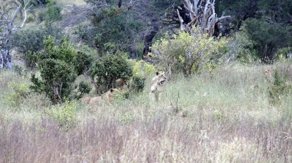 Kenya Ulusal Parkı savana vahşi yaşam aslan