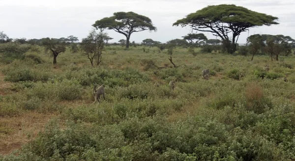 Wild Living Baboon Savanna Kenyan National Park — Stock Photo, Image