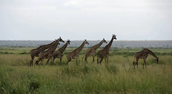 Girafa Viva Selvagem Parque Nacional Keya — Fotografia de Stock