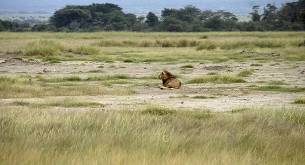 Leone Selvatico Vivente Nella Savana Del Parco Nazionale Keniota — Foto Stock