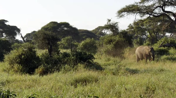Kenya Ulusal park vahşi yaşam filler