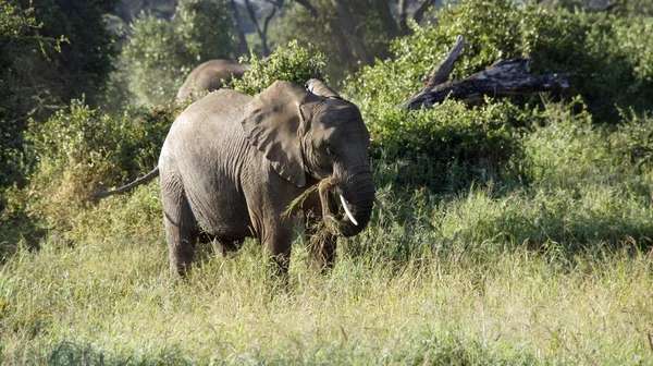 Kenya Ulusal park vahşi yaşam filler
