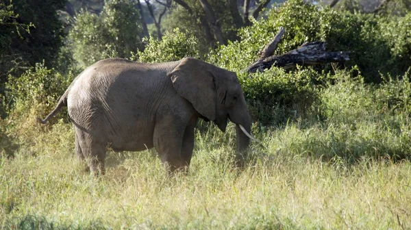 Elefantes Salvajes Parque Nacional Kenia — Foto de Stock