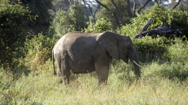 Elefantes Salvajes Parque Nacional Kenia — Foto de Stock