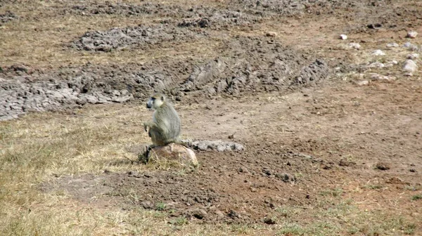 Babouin Vivant Sauvage Dans Savane Parc National Kenyan — Photo