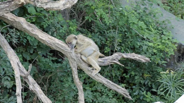 Babouin Vivant Sauvage Dans Savane Parc National Kenyan — Photo