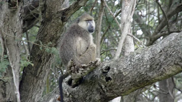 Kenya Ulusal Parkı savana vahşi yaşam maymun