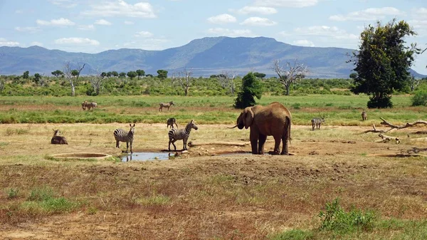 Éléphants Sauvages Vivants Dans Parc National Kenyan — Photo