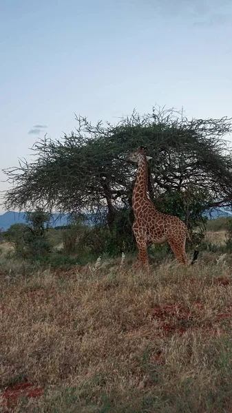 Дикий Живий Жираф Національному Парку Кії — стокове фото