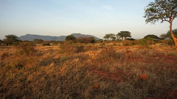 Kenya Ulusal Parkı savana vahşi yaşam Impala