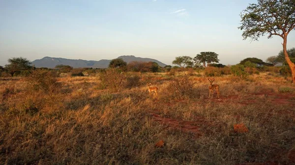 Wild Living Impala Savanna Kenyan National Park — Stock Photo, Image