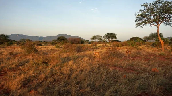 Kenya Ulusal Parkı savana vahşi yaşam Impala