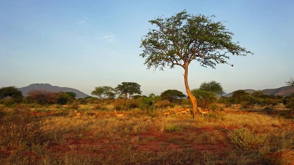 Kenya Ulusal Parkı savana vahşi yaşam Impala