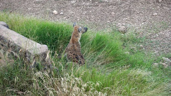 Kenya Ulusal Parkı savana vahşi yaşam sırtlan