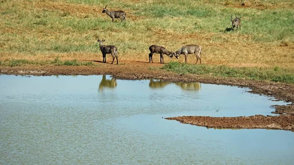 Wilde Lebende Impala Der Savanne Des Kenianischen Nationalparks — Stockfoto