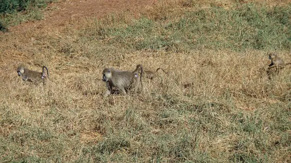 Kenya Ulusal Parkı savana vahşi yaşam maymun