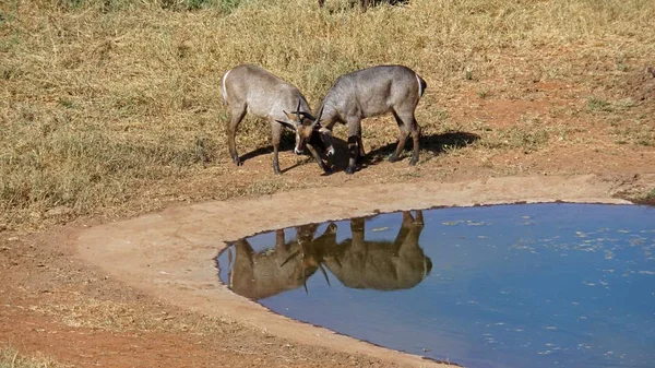 Szavanna Kenyai Nemzeti Park Vadon Élő Impala — Stock Fotó