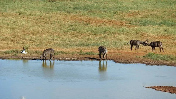Kenya Ulusal Parkı savana vahşi yaşam Impala