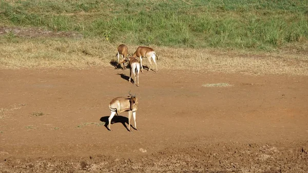 Kenya Ulusal Parkı savana vahşi yaşam Impala