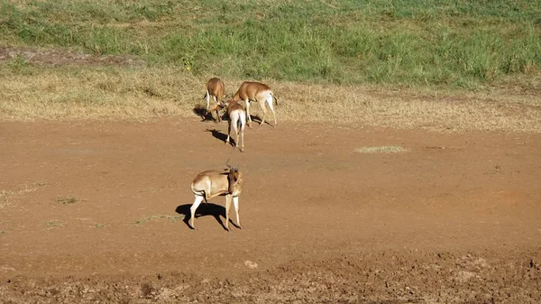 Impala Selvatica Vivente Nella Savana Del Parco Nazionale Keniota — Foto Stock