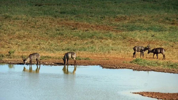 Kenya Ulusal Parkı savana vahşi yaşam Impala