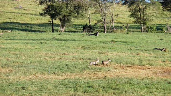 Impala Selvatica Vivente Nella Savana Del Parco Nazionale Keniota — Foto Stock