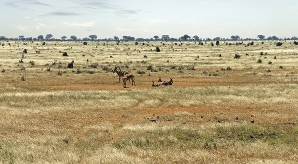 Heartebeest Dzikiego Życia Savanna Kenijski Park Narodowy — Zdjęcie stockowe