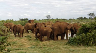 Kenya Ulusal park vahşi yaşam filler