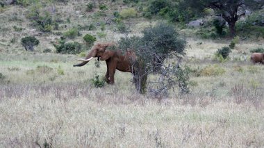 Kenya Ulusal park vahşi yaşam filler