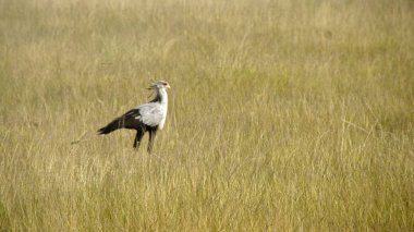 Kenya Ulusal Parkı ova secretarybird