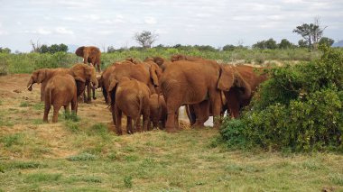 Kenya Ulusal park vahşi yaşam filler