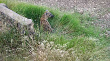 Kenya Ulusal Parkı savana vahşi yaşam sırtlan