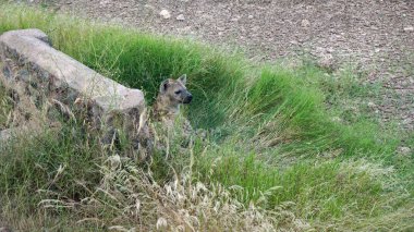 Kenya Ulusal Parkı savana vahşi yaşam sırtlan