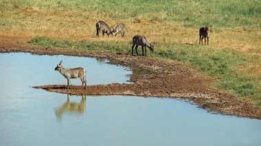 Kenya Ulusal Parkı savana vahşi yaşam Impala