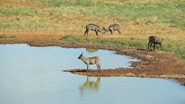 Kenya Ulusal Parkı savana vahşi yaşam Impala