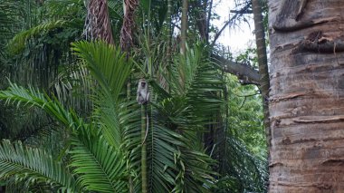Kenya Ulusal Parkı savana vahşi yaşam maymun