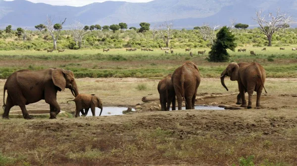 Kenya Ulusal park vahşi yaşam filler