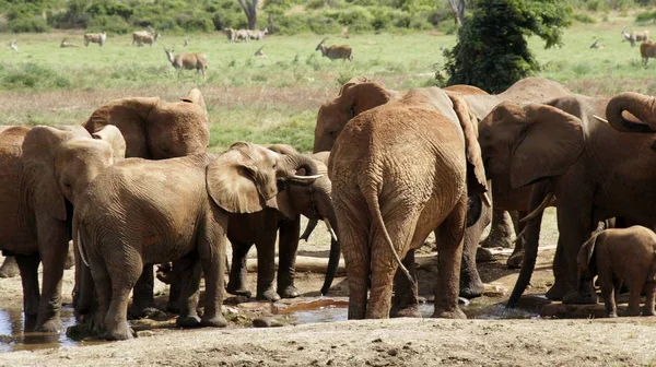 Elefantes Vivos Selvagens Parque Nacional Queniano — Fotografia de Stock