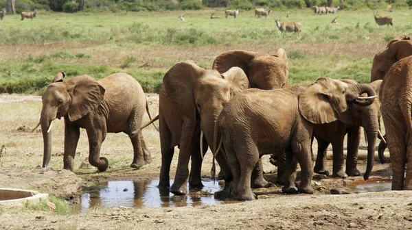 Kenya Ulusal park vahşi yaşam filler
