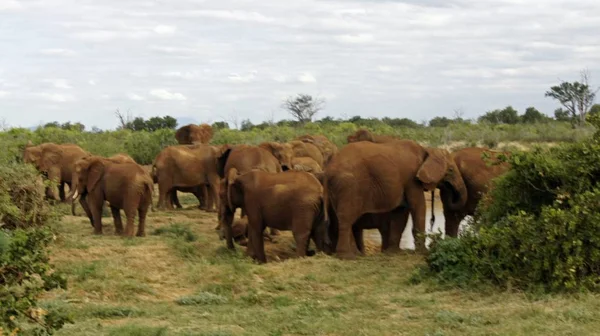 Kenya Ulusal park vahşi yaşam filler